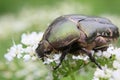 Cetonia aurata or Rose Chafer beetle Ã¢â¬â beautiful green bug